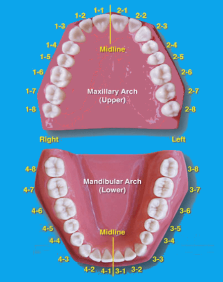 Tooth Numbering System - FDI, ISO, Palmer, ADA Dental Numbering Systems